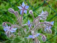 Brutnák lékařský (Borago officinalis)