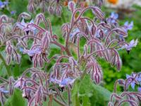 Brutnák lékařský (Borago officinalis)