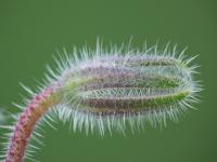 Brutnák lékařský (Borago officinalis)
