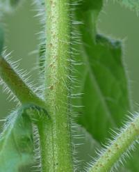 Brutnák lékařský (Borago officinalis)