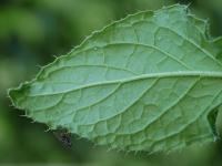 Brutnák lékařský (Borago officinalis)