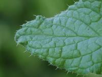Brutnák lékařský (Borago officinalis)