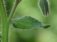 Brutnák lékařský (Borago officinalis)