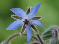 Brutnák lékařský (Borago officinalis)