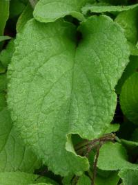 Brutnák lékařský (Borago officinalis)