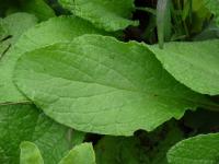 Brutnák lékařský (Borago officinalis)