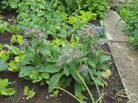 Brutnák lékařský (Borago officinalis)
