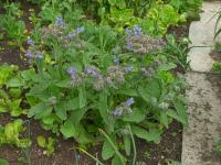Brutnák lékařský (Borago officinalis)