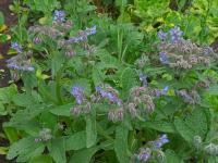 Brutnák lékařský (Borago officinalis)