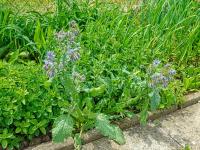 Brutnák lékařský (Borago officinalis)