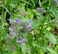 Brutnák lékařský (Borago officinalis)