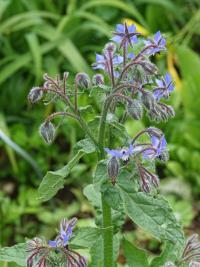 Brutnák lékařský (Borago officinalis)