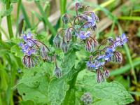 Brutnák lékařský (Borago officinalis)