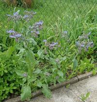 Brutnák lékařský (Borago officinalis)