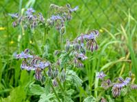 Brutnák lékařský (Borago officinalis)
