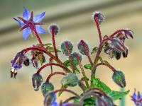 Brutnák lékařský (Borago officinalis)