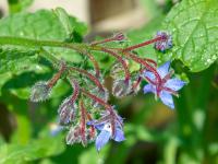 Brutnák lékařský (Borago officinalis)