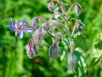 Brutnák lékařský (Borago officinalis)