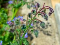 Brutnák lékařský (Borago officinalis)