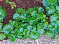 Kopytník evropský (Asarum europaeum)