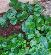 Kopytník evropský (Asarum europaeum)