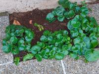 Kopytník evropský (Asarum europaeum)