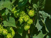 Chmel otáčivý (Humulus lupulus)