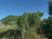 Chmel otáčivý (Humulus lupulus)