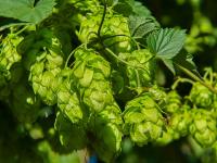 Chmel otáčivý (Humulus lupulus)