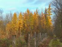 Modřín opadavý (Larix decidua)