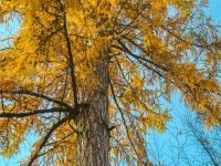 Modřín opadavý (Larix decidua)