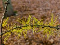 Modřín opadavý (Larix decidua)