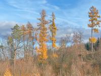 Modřín opadavý (Larix decidua)