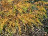 Modřín opadavý (Larix decidua)
