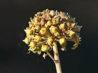 Břečťan popínavý (Hedera helix)