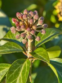 Břečťan popínavý (Hedera helix)