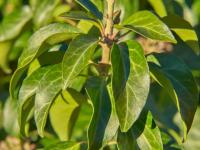 Břečťan popínavý (Hedera helix)