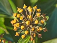 Břečťan popínavý (Hedera helix)