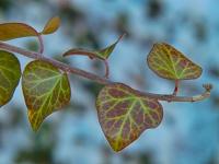 Břečťan popínavý (Hedera helix)