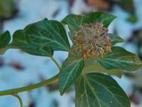 Břečťan popínavý (Hedera helix)