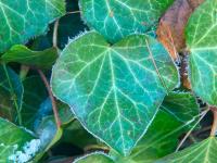 Břečťan popínavý (Hedera helix)