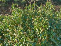 Břečťan popínavý (Hedera helix)