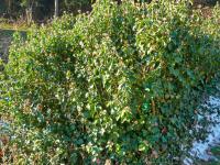 Břečťan popínavý (Hedera helix)