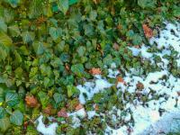 Břečťan popínavý (Hedera helix)