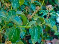 Břečťan popínavý (Hedera helix)