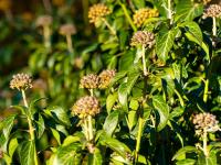 Břečťan popínavý (Hedera helix)