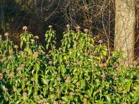 Břečťan popínavý (Hedera helix)