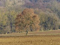 Lípa velkolistá (Tilia platyphyllos)