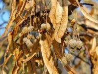 Lípa velkolistá (Tilia platyphyllos)