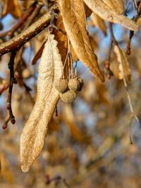 Lípa velkolistá (Tilia platyphyllos)